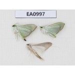 Moths sp. China, Tibet, Linzhi, Motuo county. 3Pcs. EA0997.