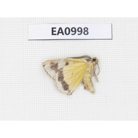 Geometridae sp. China, Tibet, Linzhi, Motuo county. 1Pcs. EA0998.