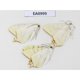 Geometridae sp. China, Tibet, Linzhi, Motuo county. 3Pcs. EA0999.