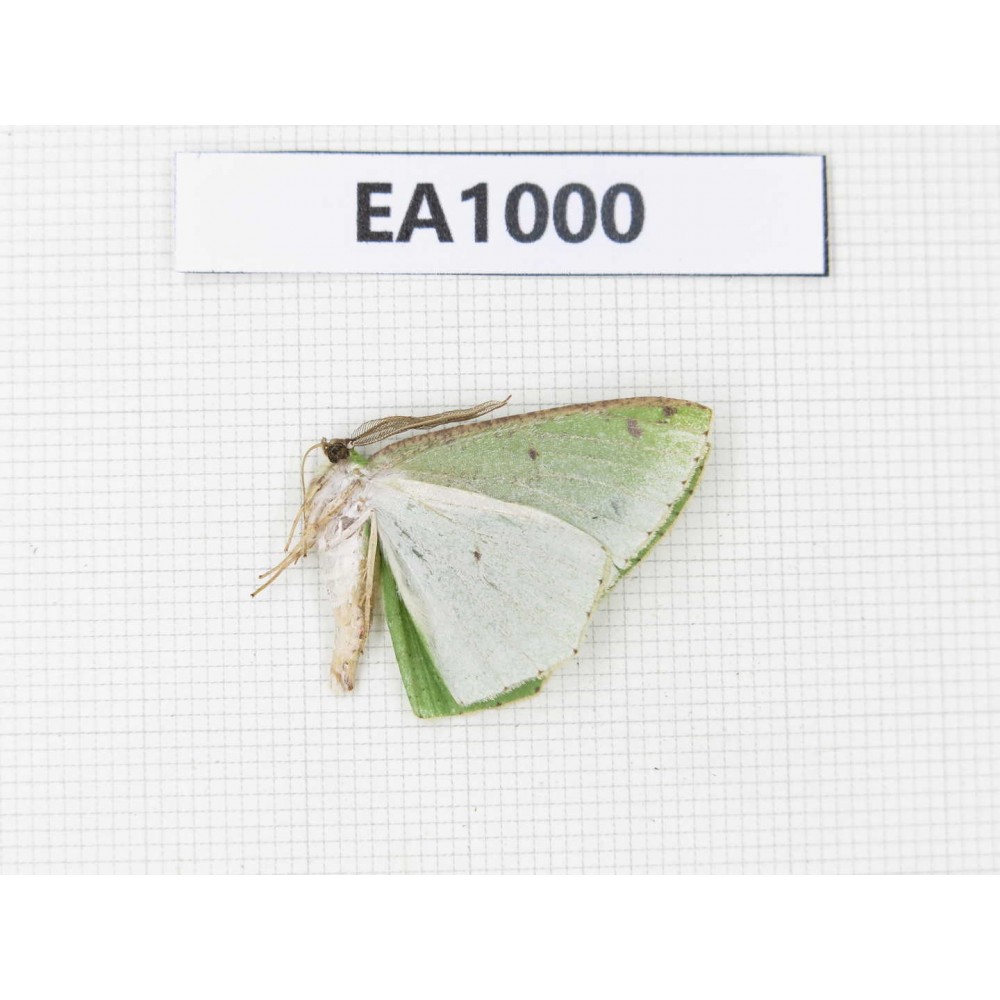 Geometridae sp. China, Tibet, Linzhi, Motuo county. 1Pcs. EA1000.