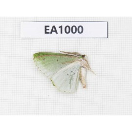 Geometridae sp. China, Tibet, Linzhi, Motuo county. 1Pcs. EA1000.