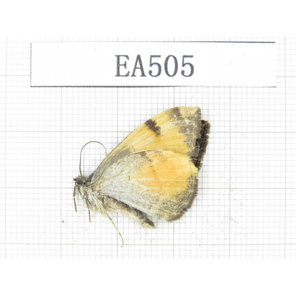 Geometridae sp. China, Yunnan, Lijiang area,Yulong county. 1Pcs. EA505.