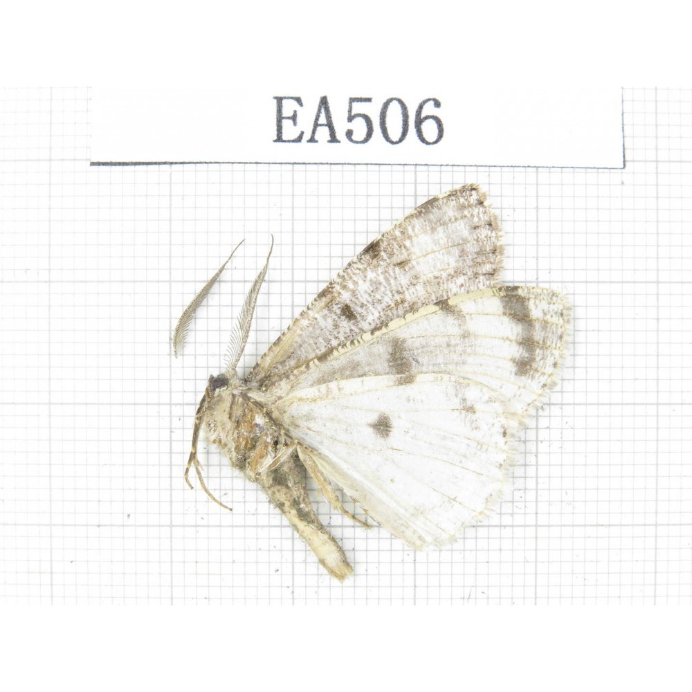 Moths sp. China, NW of Yunnan,Lijiang area, Yulong county, Tacheng. 1Pcs. EA506.