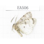 Moths sp. China, NW of Yunnan,Lijiang area, Yulong county, Tacheng. 1Pcs. EA506.