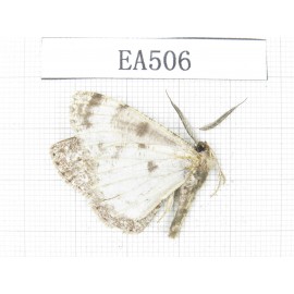 Moths sp. China, NW of Yunnan,Lijiang area, Yulong county, Tacheng. 1Pcs. EA506.