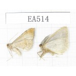 Moths sp. China, W of Yunnan, Lijiang area, W of Lijiang, C of Mt.Yunling. 2Pcs. EA514.