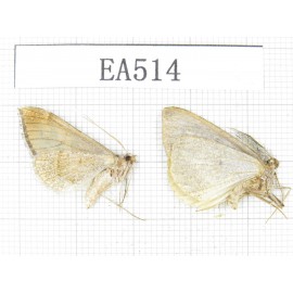 Moths sp. China, W of Yunnan, Lijiang area, W of Lijiang, C of Mt.Yunling. 2Pcs. EA514.