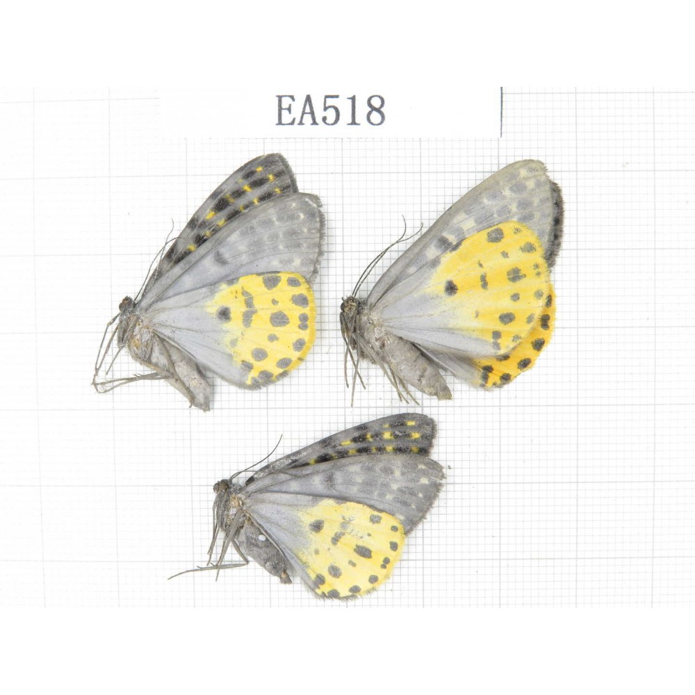 Moths sp. China, W of Yunnan, Lijiang area, W of Lijiang, C of Mt.Yunling. 3Pcs. EA518.