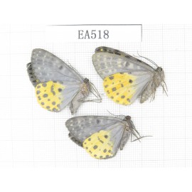 Moths sp. China, W of Yunnan, Lijiang area, W of Lijiang, C of Mt.Yunling. 3Pcs. EA518.