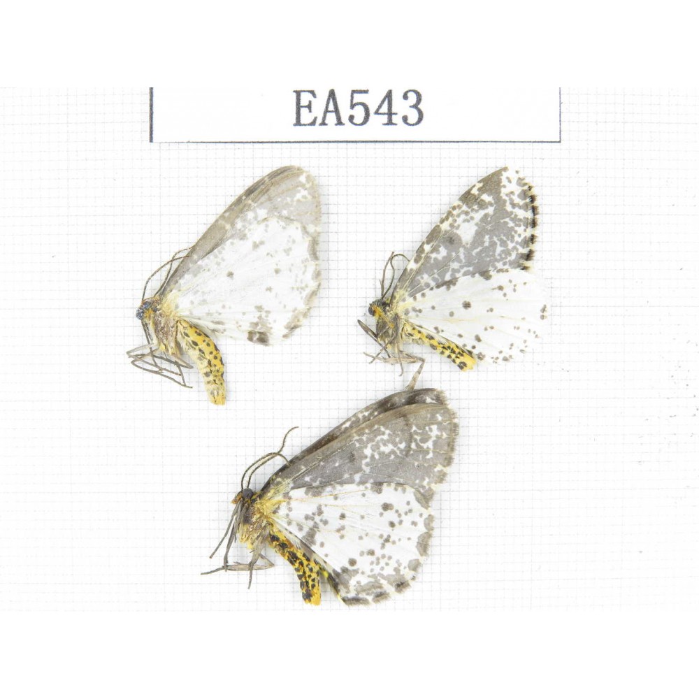 Moths sp. China, NW of Yunnan, Lijiang area, near Luguhu lake. 3Pcs. EA543.