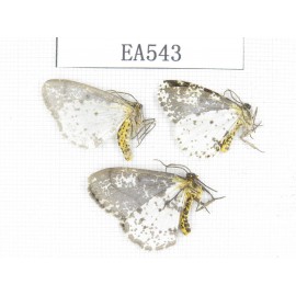 Moths sp. China, NW of Yunnan, Lijiang area, near Luguhu lake. 3Pcs. EA543.