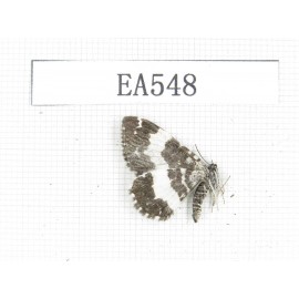 Moths sp. China, E of Tibet, Qamdo area, Mangkang county. 1Pcs. EA548.