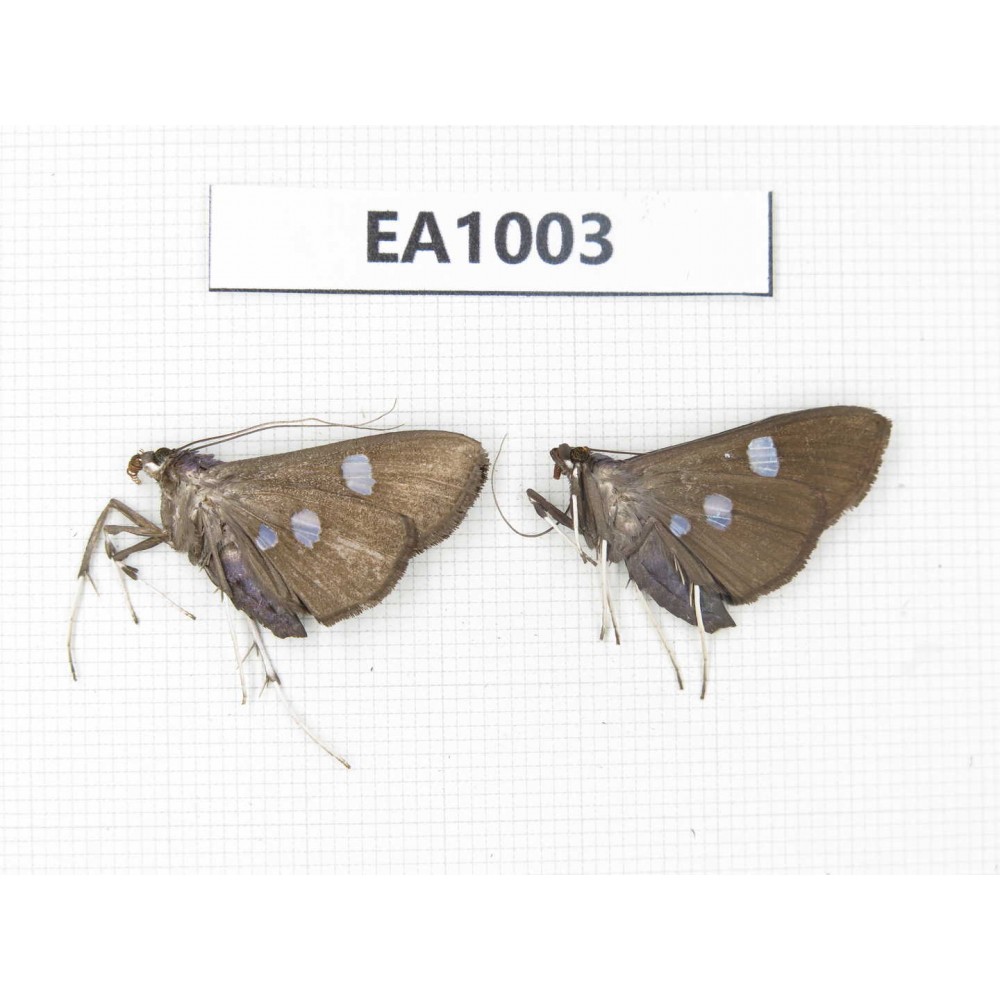 Moths sp. China, Tibet, Linzhi, Motuo county. 2Pcs. EA1003.