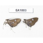 Moths sp. China, Tibet, Linzhi, Motuo county. 2Pcs. EA1003.