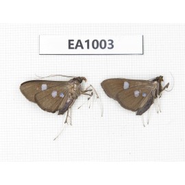 Moths sp. China, Tibet, Linzhi, Motuo county. 2Pcs. EA1003.