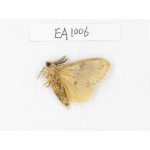Moths sp. China, Tibet, Linzhi, Motuo county. 1Pcs. EA1006.