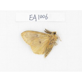 Moths sp. China, Tibet, Linzhi, Motuo county. 1Pcs. EA1006.