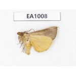Moths sp. China, Tibet, Linzhi, Motuo county. 1Pcs. EA1008.