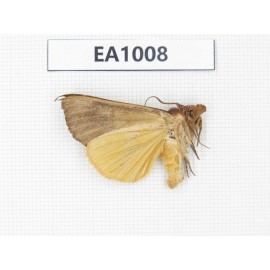 Moths sp. China, Tibet, Linzhi, Motuo county. 1Pcs. EA1008.
