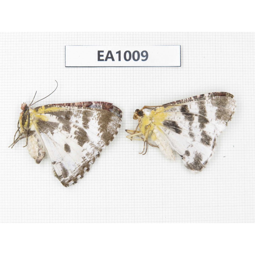 Geometridae sp. China, Tibet, Linzhi, Motuo county. 2Pcs. EA1009.