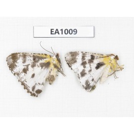 Geometridae sp. China, Tibet, Linzhi, Motuo county. 2Pcs. EA1009.