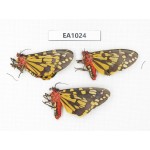 Arctiidae sp. China, Tibet, Linzhi, Motuo county. 3Pcs. EA1024.