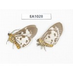 Arctiidae sp. China, Tibet, Linzhi, Motuo county. 2Pcs. EA1028.