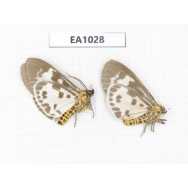 Arctiidae sp. China, Tibet, Linzhi, Motuo county. 2Pcs. EA1028.