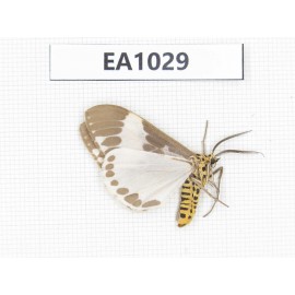 Arctiidae sp. China, Tibet, Linzhi, Motuo county. 1Pcs. EA1029.