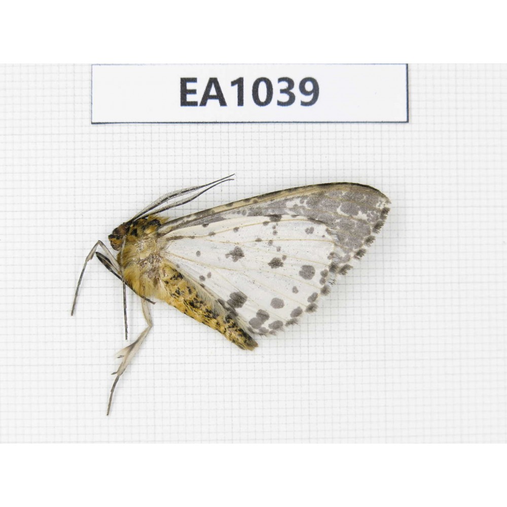 Moths sp. China, SW of Yunnan, Dehong, Yingjiang county.1Pcs. EA1039.