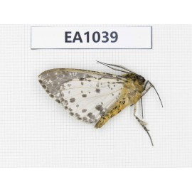 Moths sp. China, SW of Yunnan, Dehong, Yingjiang county.1Pcs. EA1039.