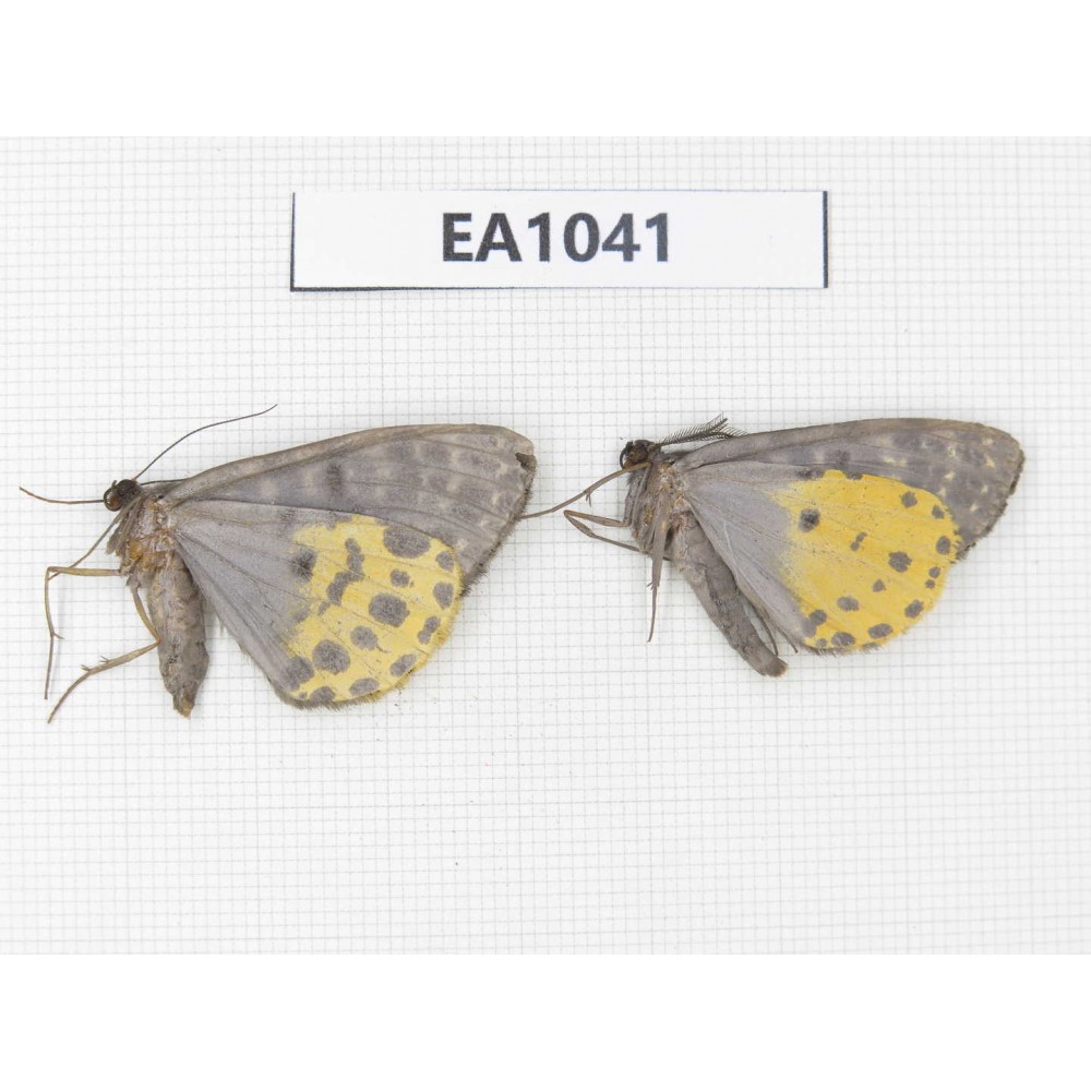 Geometridae sp. China, NW of Yunnan, S of Xiangerila, Chongjianghe Village. 2Pcs. EA1041.