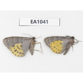Geometridae sp. China, NW of Yunnan, S of Xiangerila, Chongjianghe Village. 2Pcs. EA1041.