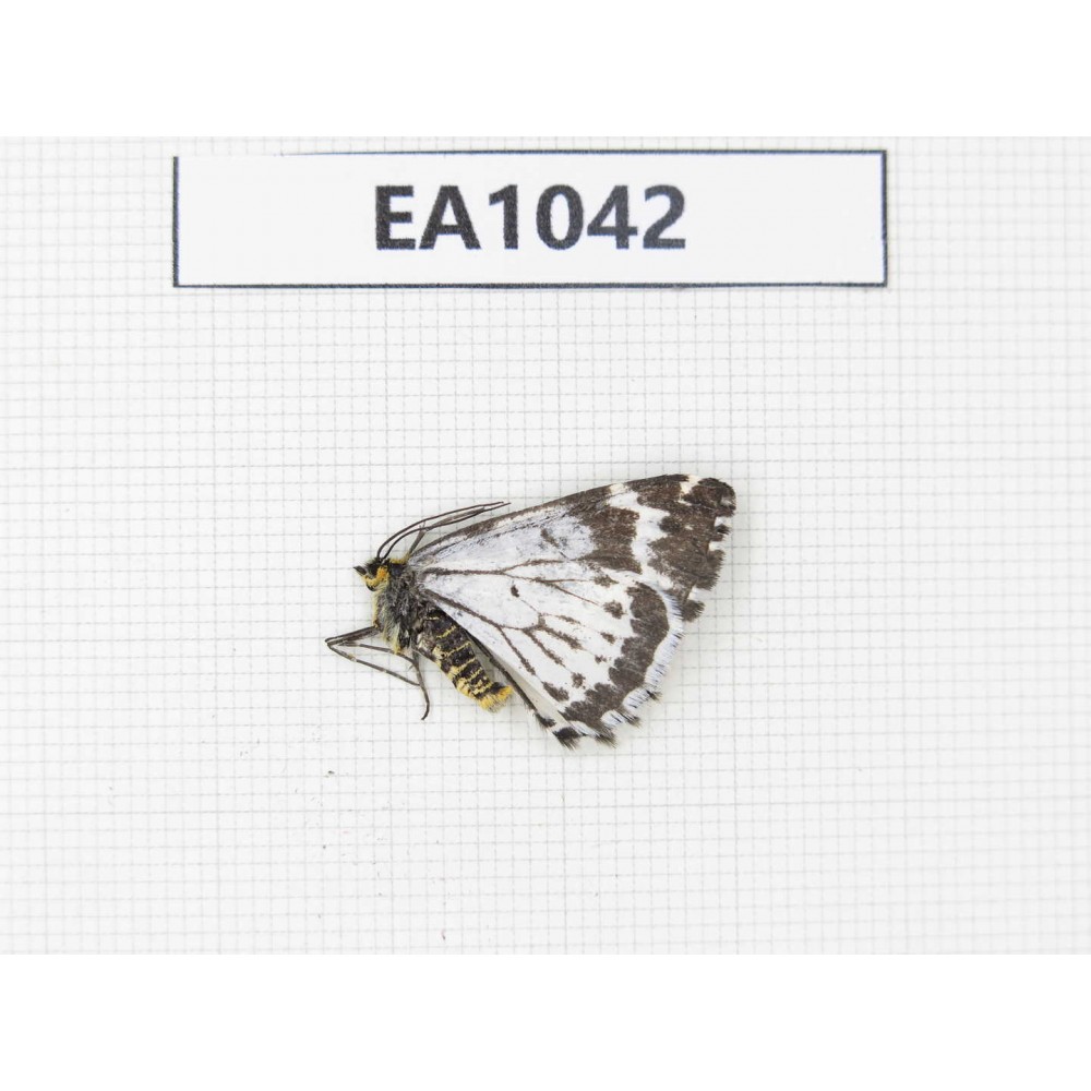 Day flying moths sp. China, Yunnan, S of Xiangerila, Chongjianghe. 1Pcs. EA1042.
