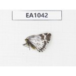 Day flying moths sp. China, Yunnan, S of Xiangerila, Chongjianghe. 1Pcs. EA1042.