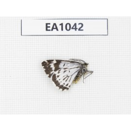 Day flying moths sp. China, Yunnan, S of Xiangerila, Chongjianghe. 1Pcs. EA1042.
