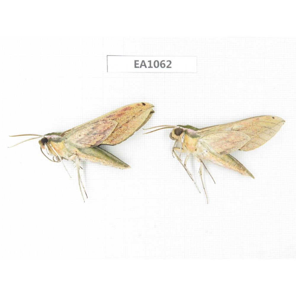 Sphingidae sp. China, W of Yunnan, Dali, Fengyi town. 2Pcs. EA1062.
