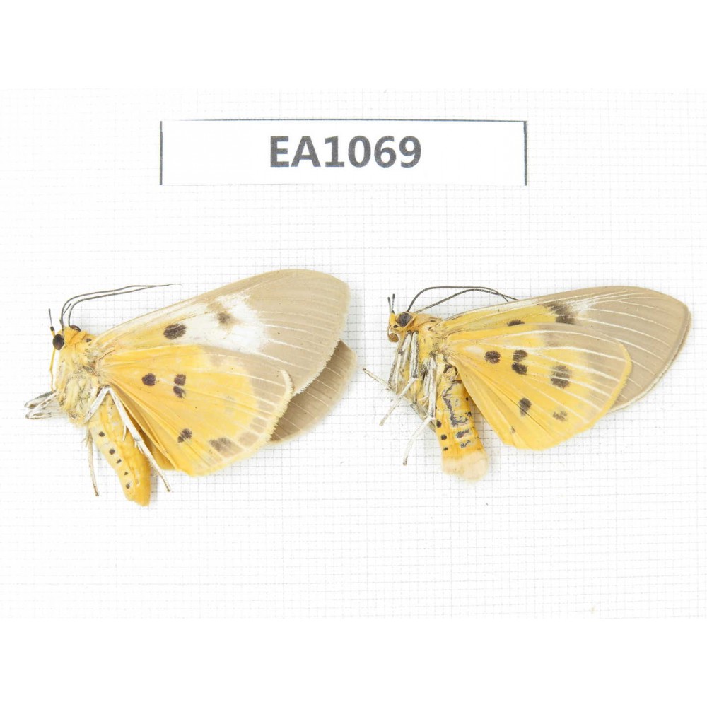 Arctiidae sp. China, SW of Yunnan, Dehong area, Yingjiang county.2Pcs. EA1069.