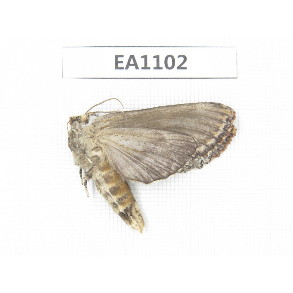 Sphingidae sp. China, W of Sichuan, Ganzi, Mt. Gonggashan. 1Pcs. EA1102.