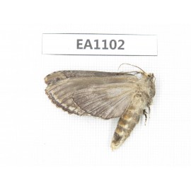 Sphingidae sp. China, W of Sichuan, Ganzi, Mt. Gonggashan. 1Pcs. EA1102.