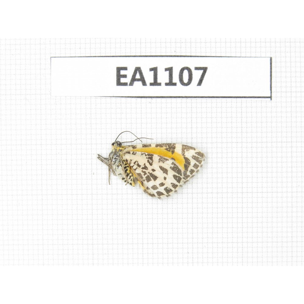 Day flying moths sp. China, Qinghai, Xining, Huangyuan county.1Pcs. EA1107.