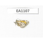 Day flying moths sp. China, Qinghai, Xining, Huangyuan county.1Pcs. EA1107.
