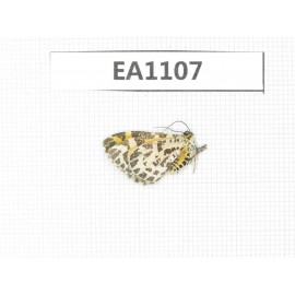 Day flying moths sp. China, Qinghai, Xining, Huangyuan county.1Pcs. EA1107.