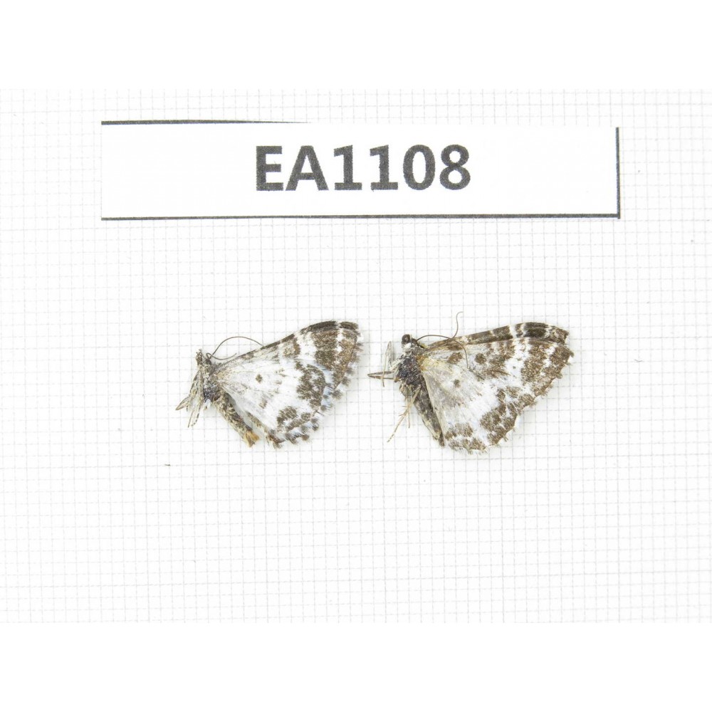 Day flying moths sp. China, S of Gansu, Xiahe county. 2Pcs. EA1108.