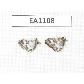 Day flying moths sp. China, S of Gansu, Xiahe county. 2Pcs. EA1108.