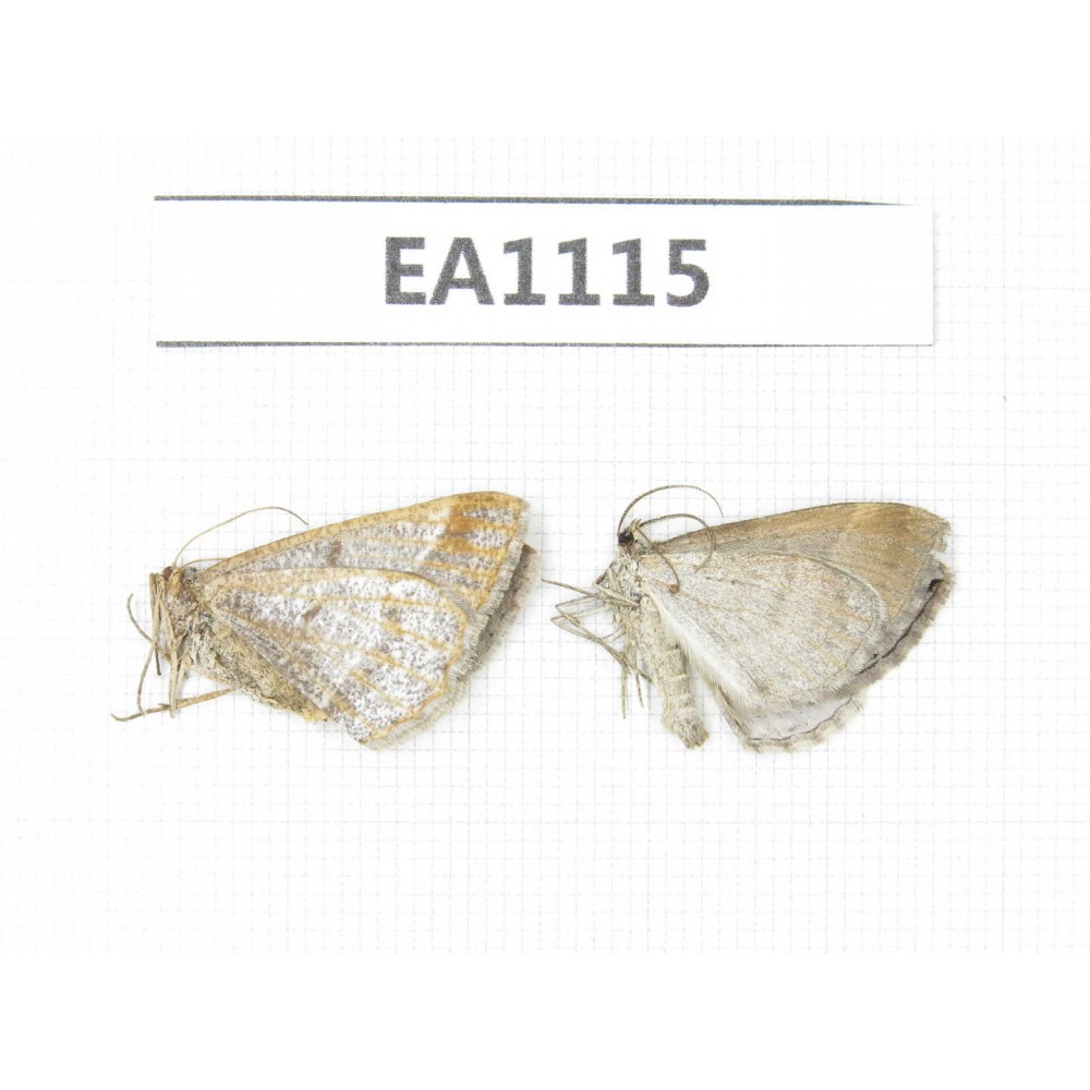 Moths sp. China, S of Gansu, Xiahe county. 2Pcs. EA1115.