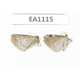 Moths sp. China, S of Gansu, Xiahe county. 2Pcs. EA1115.