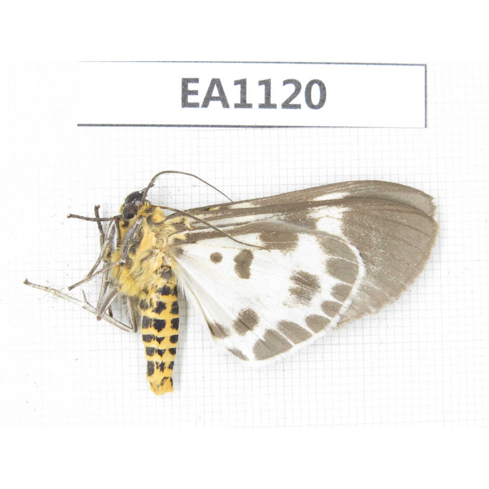 Arctiidae sp. China, Yunnan, Nujiang, N of Mt.Biluoxueshan. 1Pcs. EA1120.