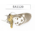 Arctiidae sp. China, Yunnan, Nujiang, N of Mt.Biluoxueshan. 1Pcs. EA1120.