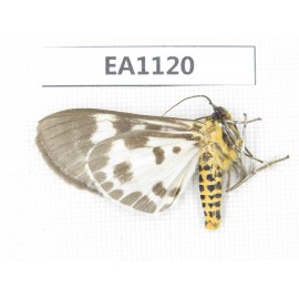 Arctiidae sp. China, Yunnan, Nujiang, N of Mt.Biluoxueshan. 1Pcs. EA1120.